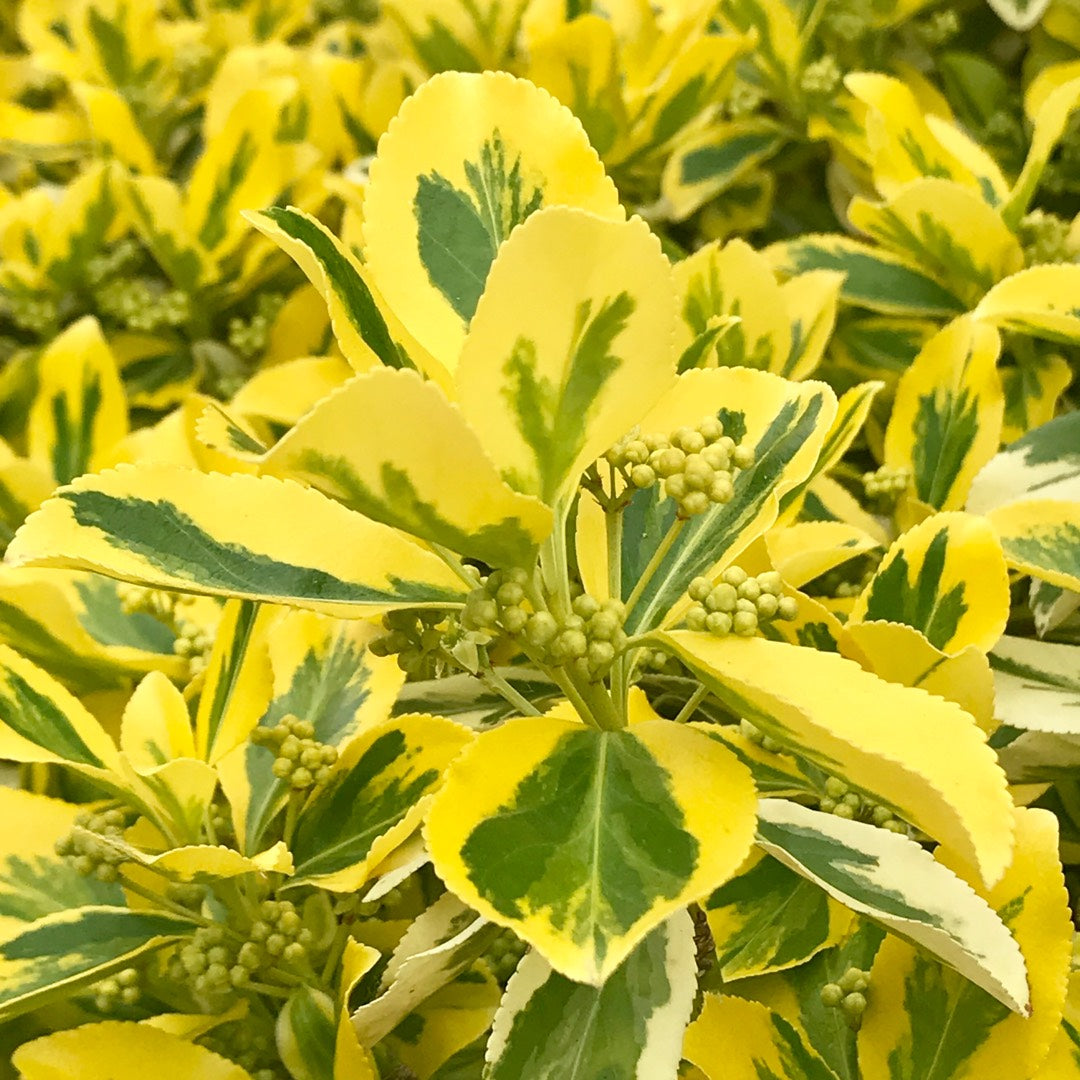 Aranytarka kúszó kecskerágó (Euonymus fortunei 'Emerald'n Gold')