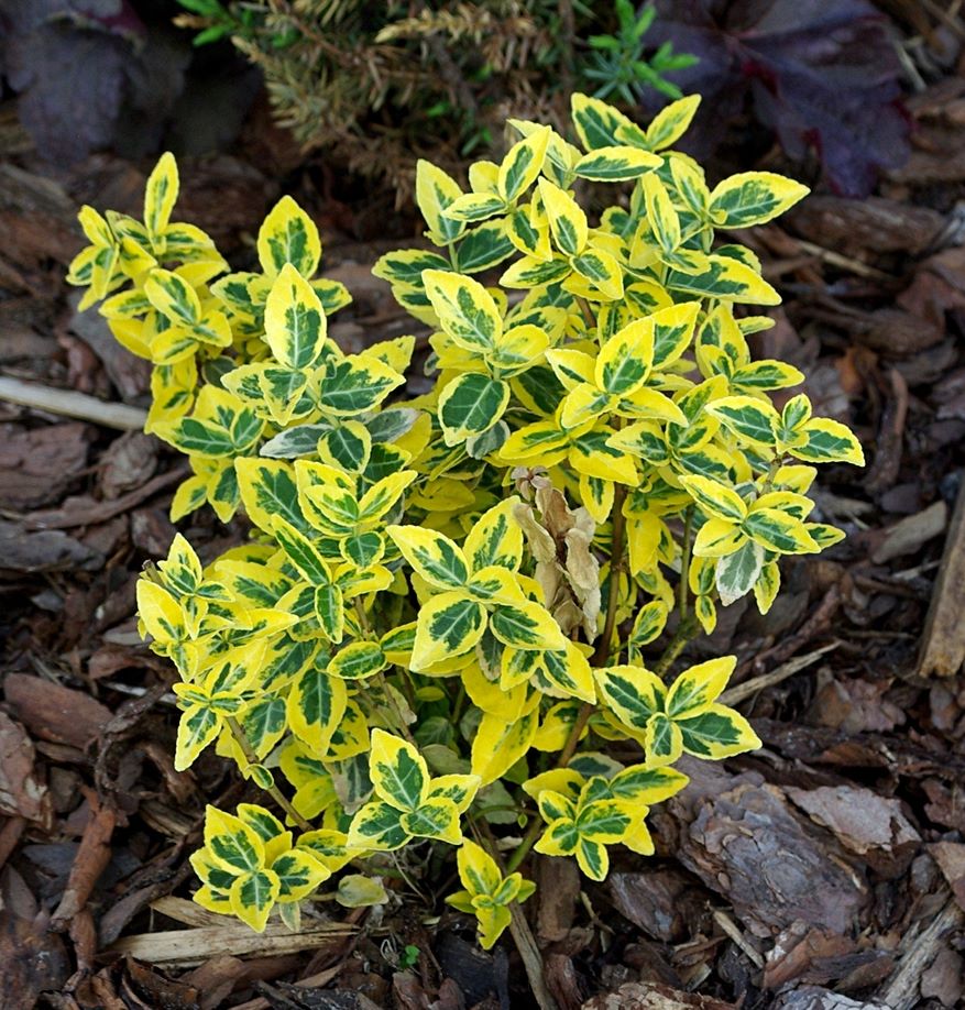 Aranytarka kúszó kecskerágó (Euonymus fortunei 'Emerald'n Gold')