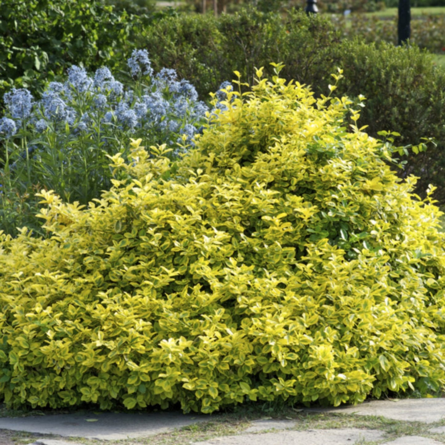 Aranytarka kúszó kecskerágó (Euonymus fortunei 'Emerald'n Gold')