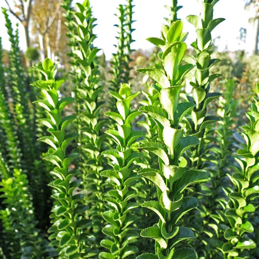 Japán kecskerágó (Euonymus japonicus 'Benkomasaki (Benkomoki)')