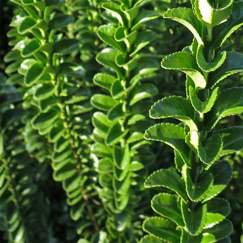 Japán kecskerágó (Euonymus japonicus 'Benkomasaki (Benkomoki)')