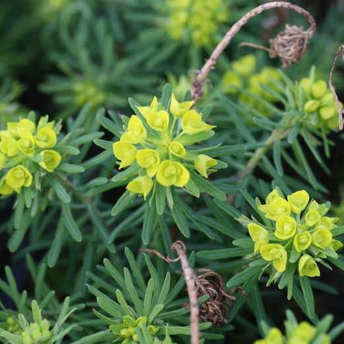 Farkas kutyatej (Euphorbia cyparissias 'Tall Boy')
