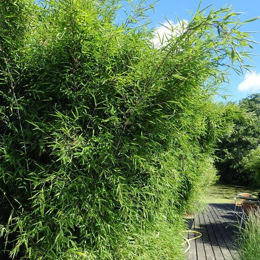 Bambusz (Fargesia nitida 'Black Pearl')