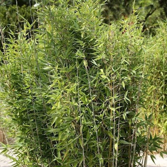 Bambusz (Fargesia nitida 'Obelisk')