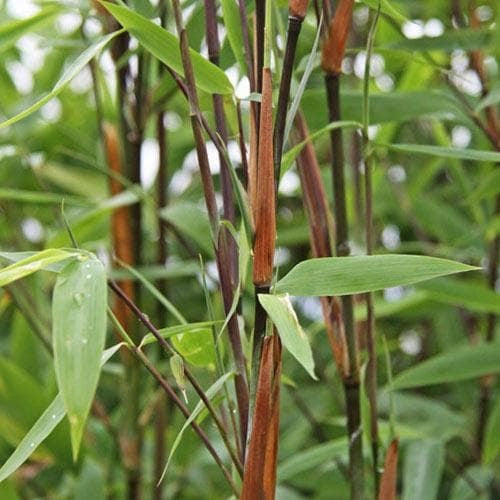 Bambusz (Fargesia nitida 'Winter Joy')