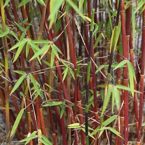 Bambusz (Fargesia scabrida 'Asian Wonder')