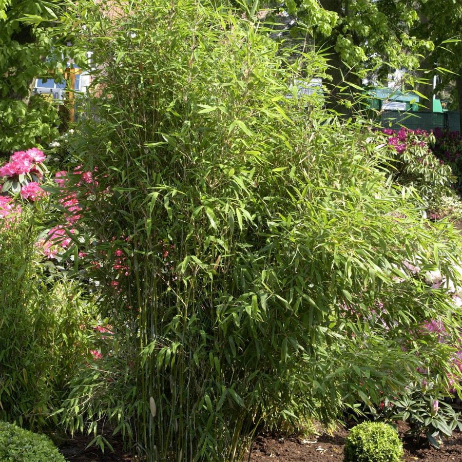 Bambusz (Fargesia scabrida 'Asian Wonder')