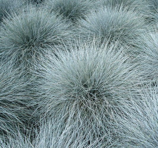 Kék csenkesz (Festuca glauca 'Azurit')