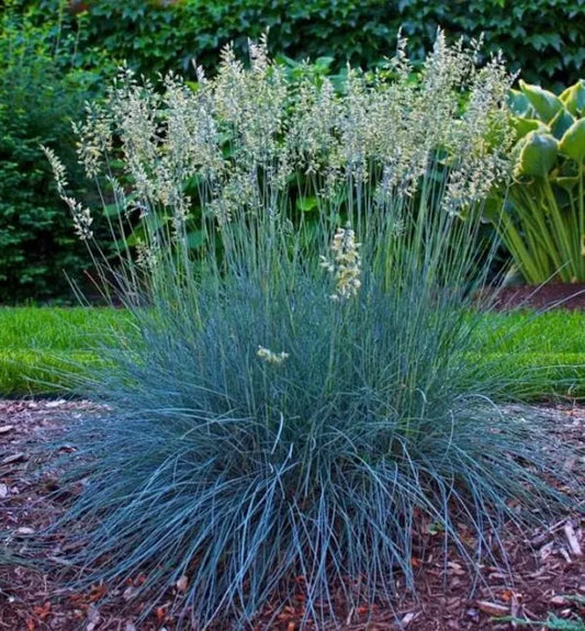Kék csenkesz (Festuca glauca 'Blue Select')