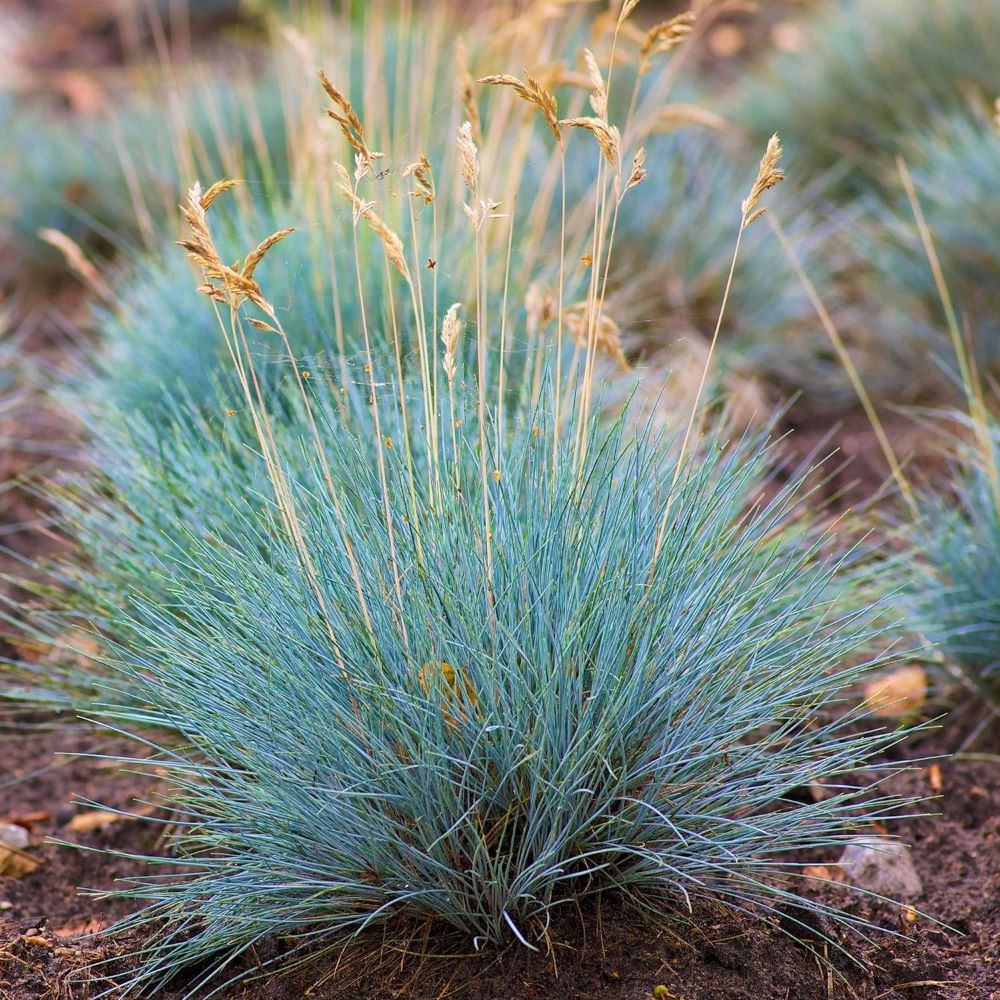 Deres csenkesz (Festuca glauca 'Elijah Blue')