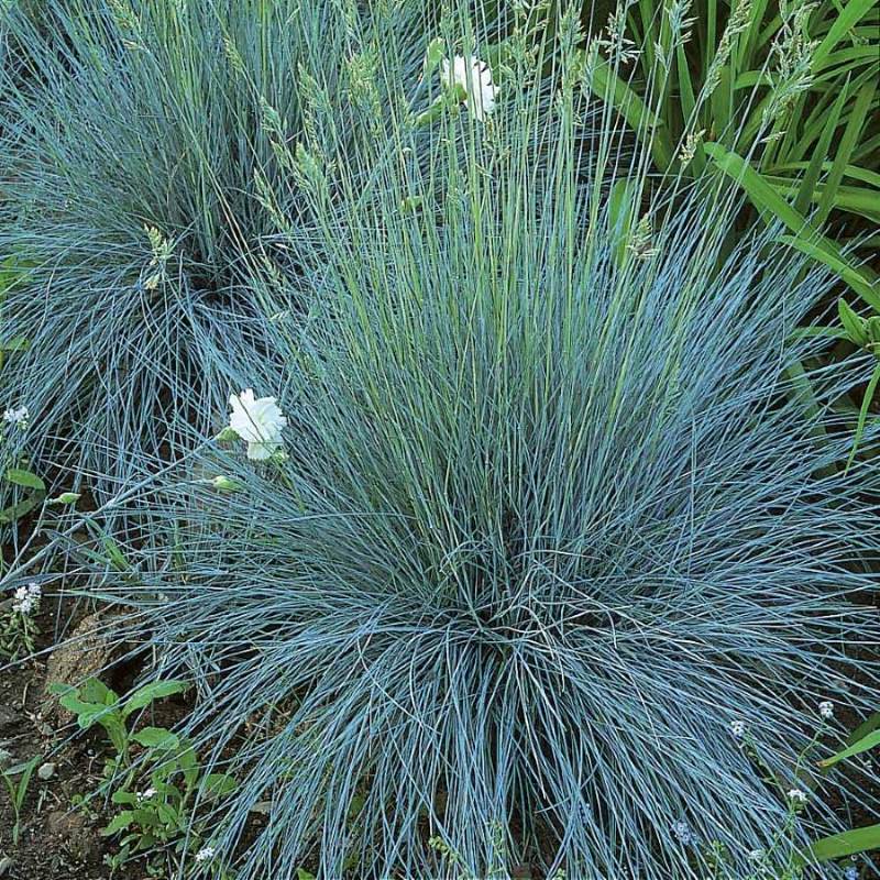 Deres csenkesz (Festuca glauca 'Elijah Blue')