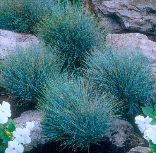 Deres csenkesz (Festuca glauca 'Elijah Blue')