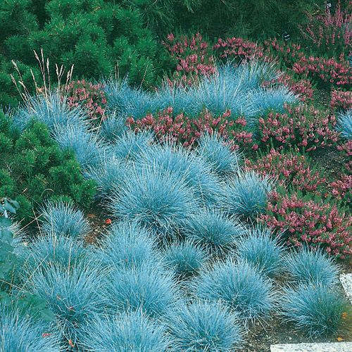 Deres csenkesz (Festuca glauca 'Elijah Blue')