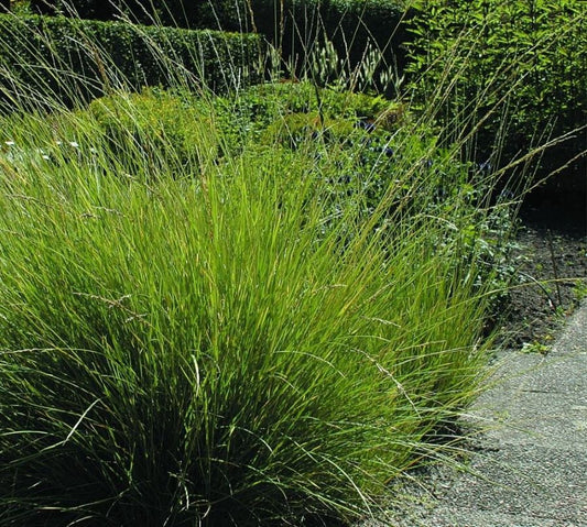 Atlasz csenkesz (Festuca mairei)