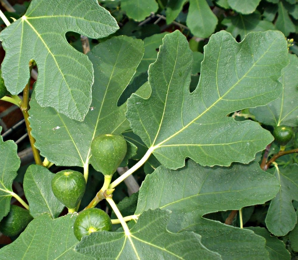 Füge (Ficus carica)