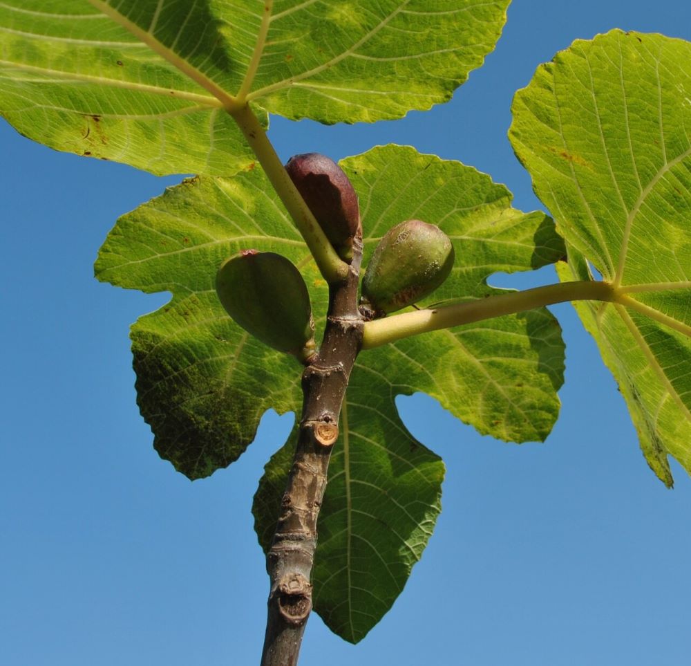 Füge (Ficus carica)