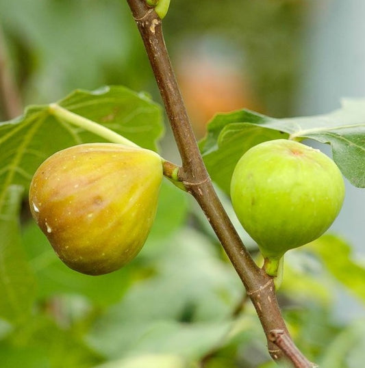 Füge (Ficus carica 'Brogiotto Bianco')