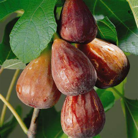 Füge (Ficus carica 'Brown Turkey')