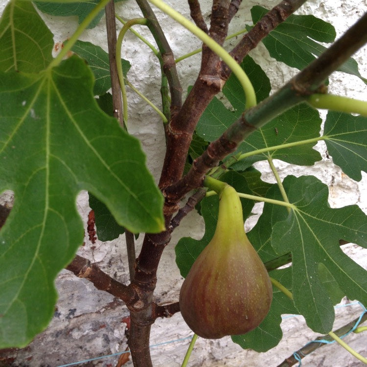 Füge (Ficus carica 'Brown Turkey')