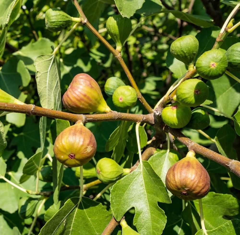 Füge (Ficus carica 'Brown Turkey')