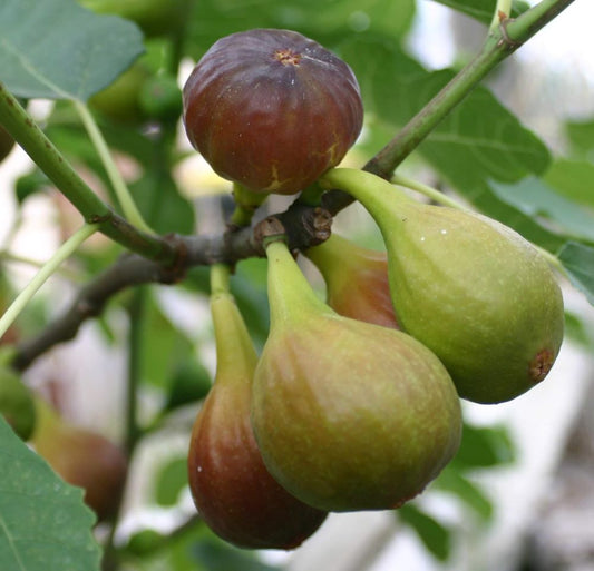 Füge (Ficus carica 'Brown Turkey')