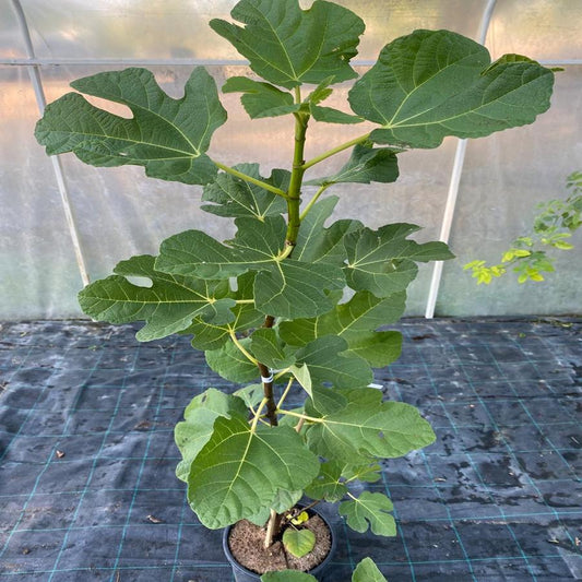 Füge (Ficus carica 'Füredi óriás')