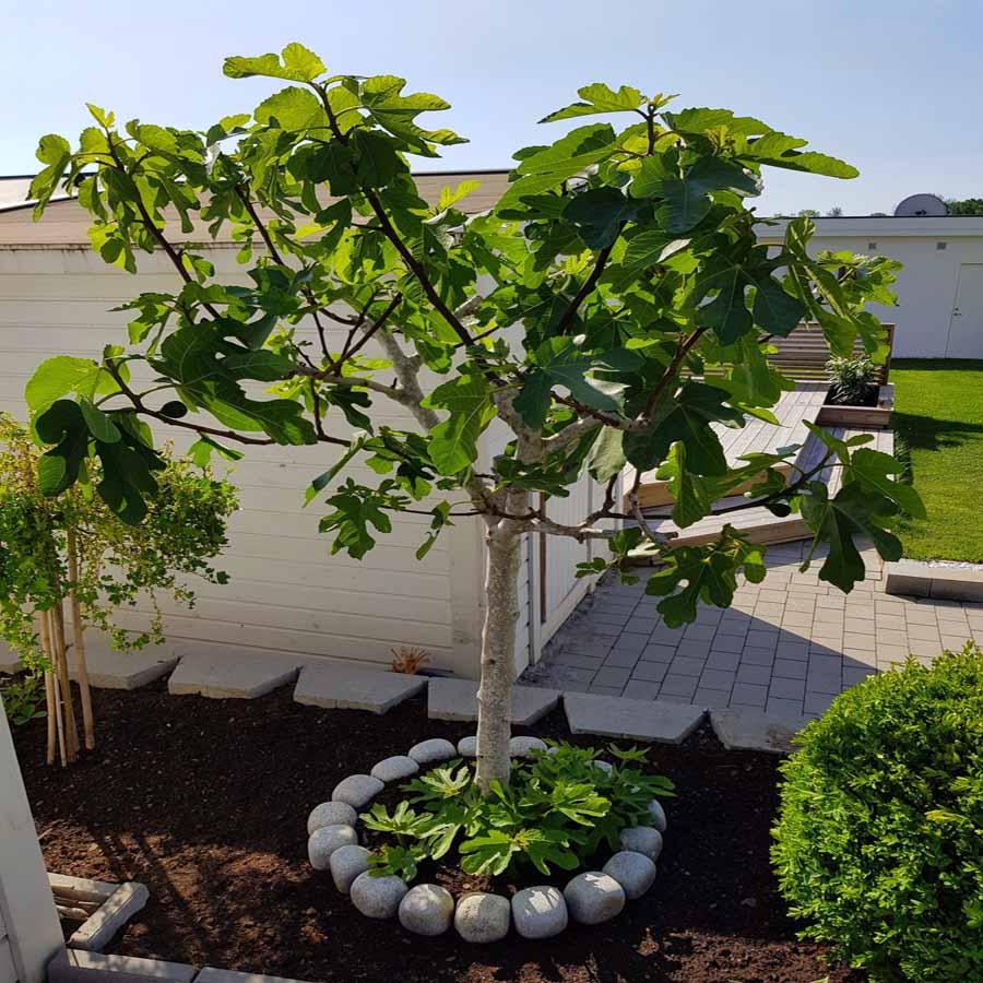 Füge (Ficus carica 'Györöki Lapos')