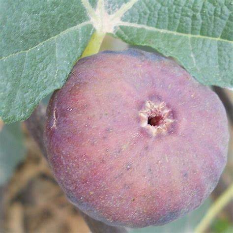 Füge (Ficus carica 'Györöki Lapos')