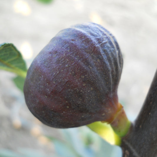 Füge (Ficus carica 'Györöki Lapos')