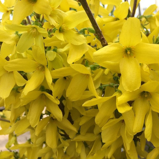 Aranycserje (Forsythia 'Courtalyn' (syn.: 'Week End)')