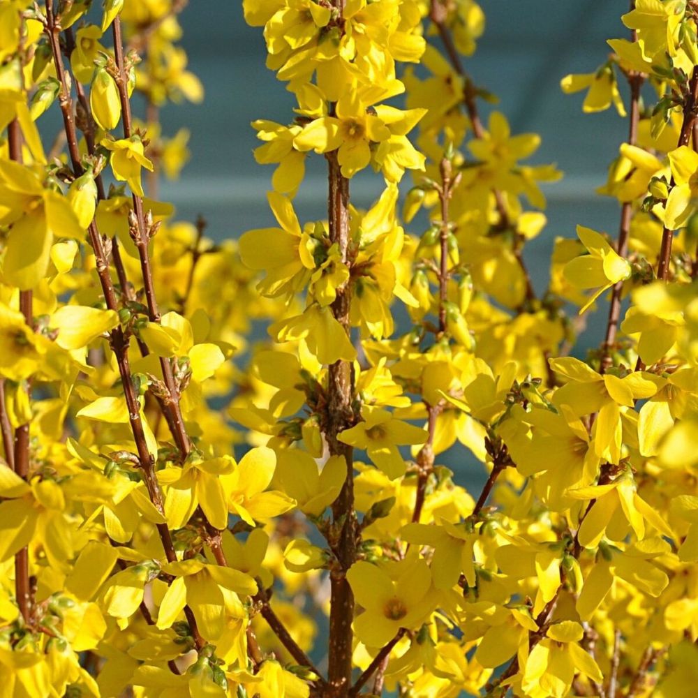 Aranycserje (Forsythia 'Courtalyn' (syn.: 'Week End)')