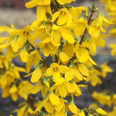 Aranycserje (Forsythia 'Courtalyn' (syn.: 'Week End)')