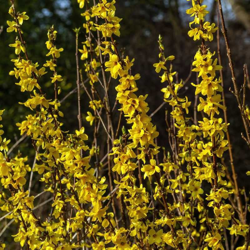 Aranycserje (Forsythia 'Courtalyn' (syn.: 'Week End)')