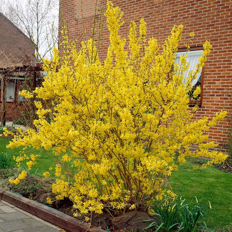 Aranycserje (Forsythia x intermedia 'Lynwood Gold')