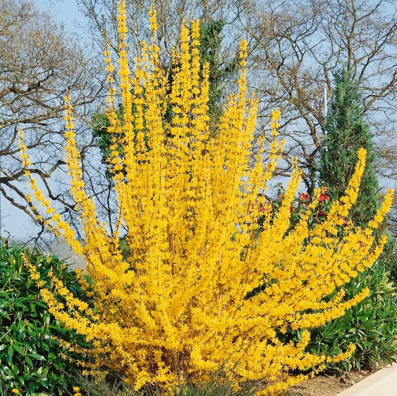 Aranycserje (Forsythia x intermedia 'Lynwood Gold')