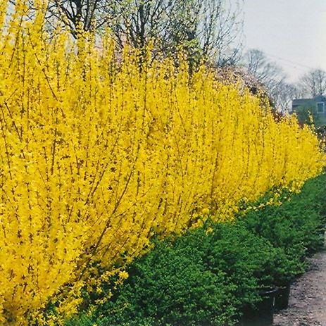 Aranycserje (Forsythia x intermedia 'Lynwood Gold')