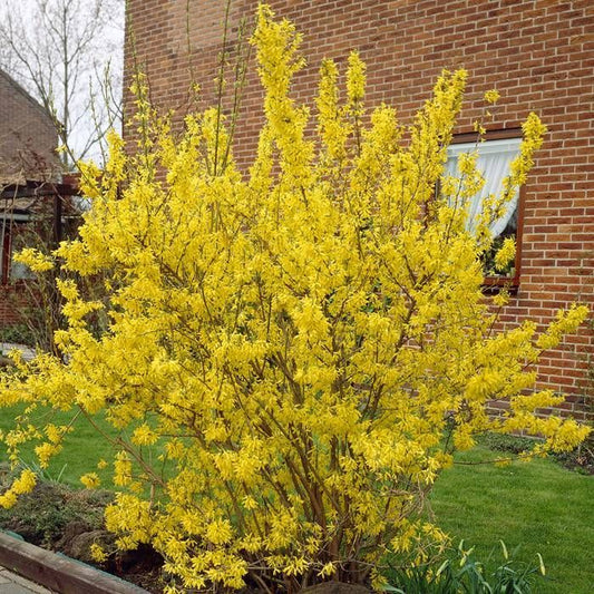 Aranycserje (Forsythia x intermedia 'Lynwood')