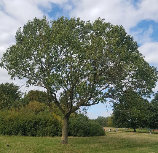 Magas kőris (Fraxinus excelsior)