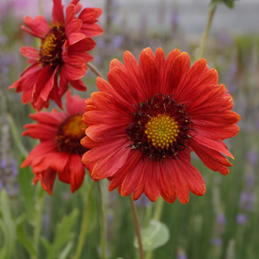 Kerti kokárdavirág (Gaillardia x grandiflora 'Burgunder')