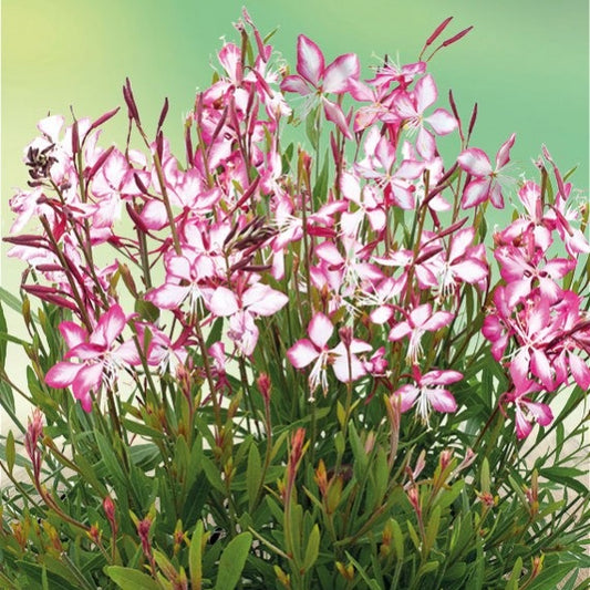 Évelő díszgyertya (Gaura lindheimeri 'Rosy Jane – Harrosy')