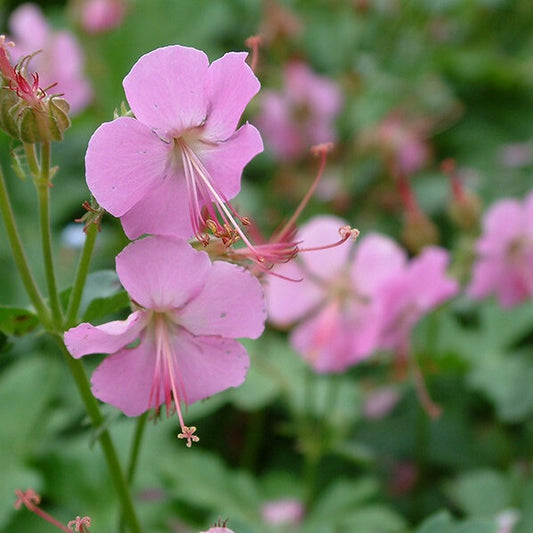 Angol gólyaorr (Geranium x cantabrigiense 'Berggarten')