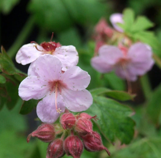 Illatos gólyaorr (Geranium macrorrhizum 'Ingwersen's Variety')