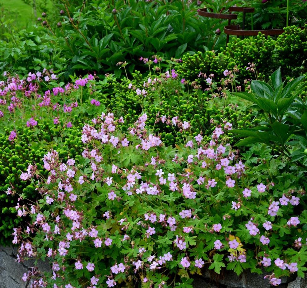 Illatos gólyaorr (Geranium macrorrhizum 'Ingwersen's Variety')