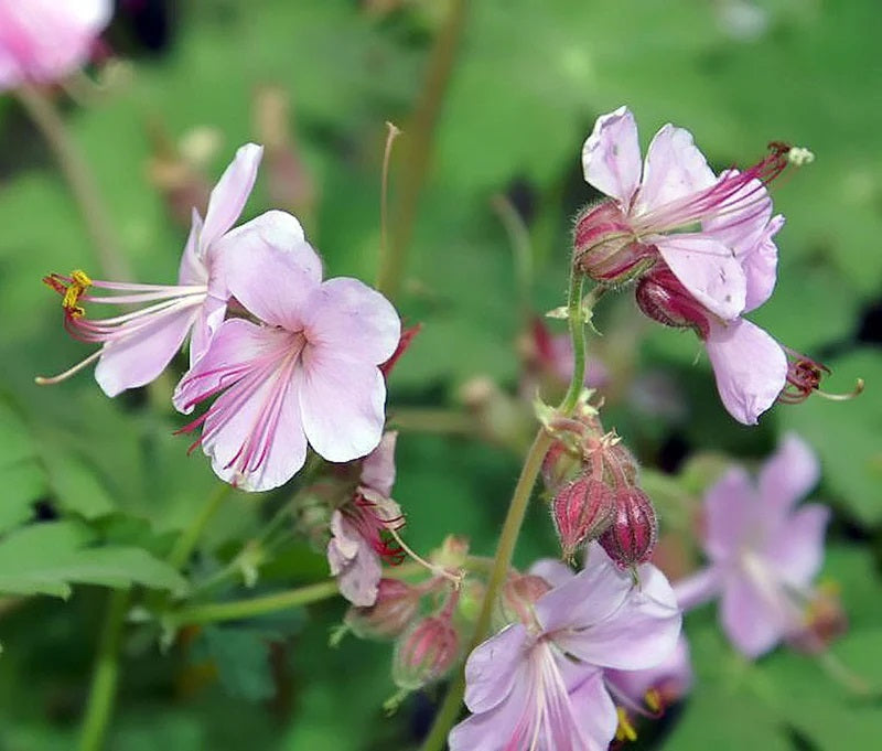 Illatos gólyaorr (Geranium macrorrhizum 'Ingwersen's Variety')