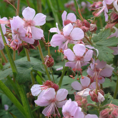 Illatos gólyaorr (Geranium macrorrhizum 'Ingwersen's Variety')