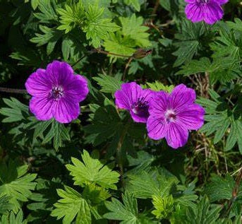 Piros gólyaorr (Geranium sanguineum)