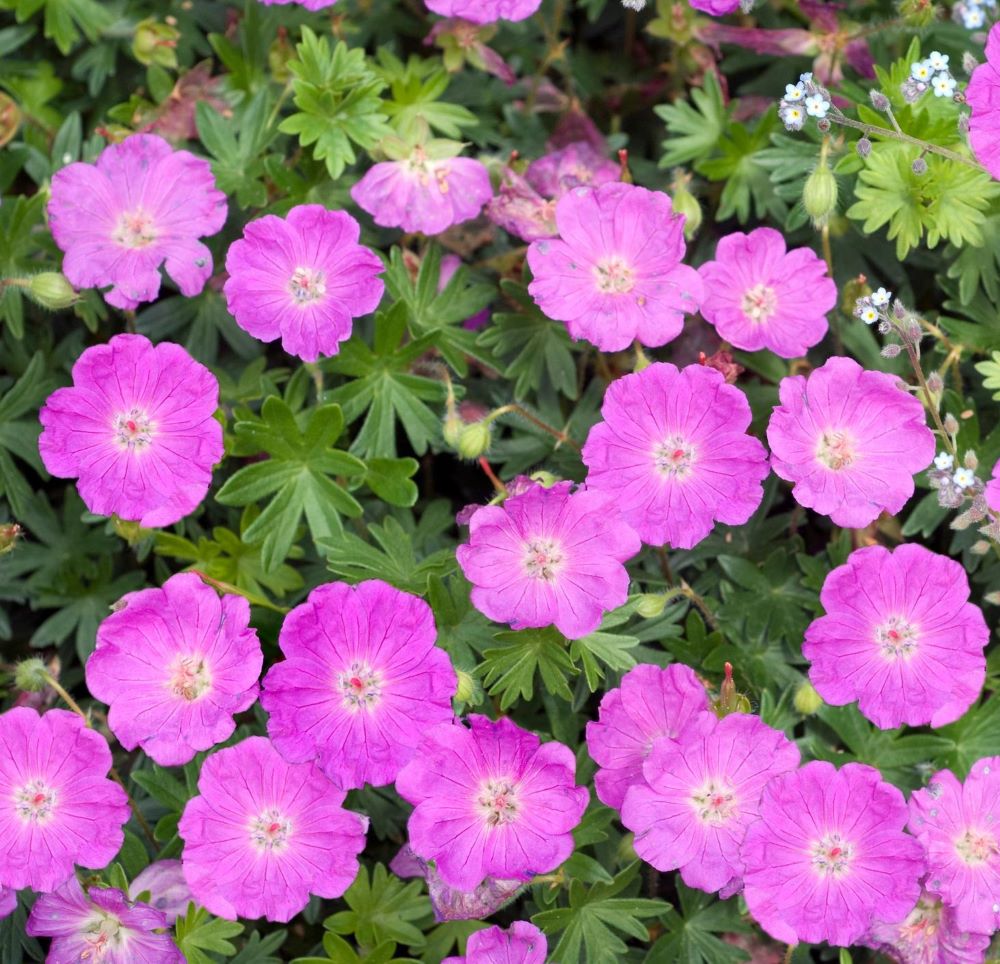 Piros gólyaorr (Geranium sanguineum)