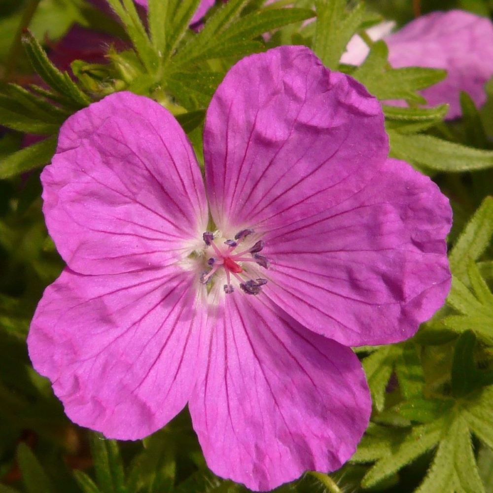 Piros gólyaorr (Geranium sanguineum)