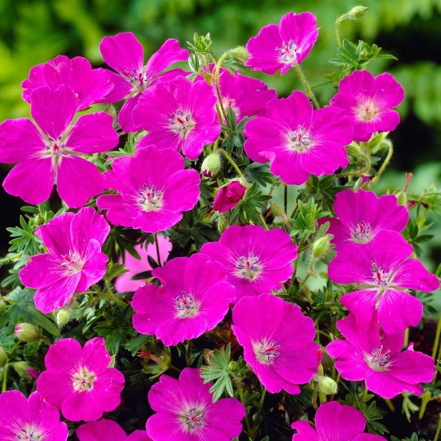 Piros gólyaorr (Geranium sanguineum 'Max Frei')