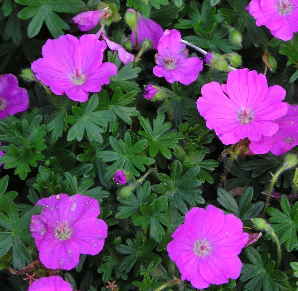 Piros gólyaorr (Geranium sanguineum 'Max Frei')